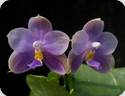 Phal. Eddy Liuli x Mituo 24 Solar Terms Blue Scales